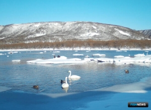 Нерка Курильского озера помогает лебедям
