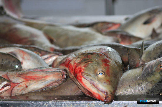Прогноз по лососям вырос на 21 тыс. тонн