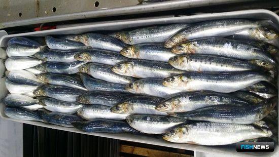 Дальневосточные рыбопромышленники осваивают иваси