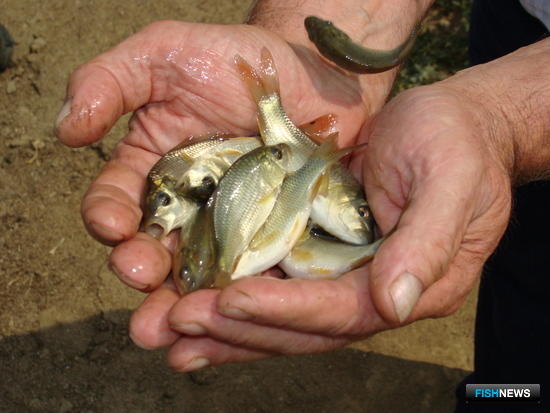 Проблемы рыбоводов обсудят на астраханской земле