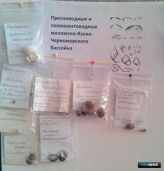 Ученые собирают обитателей Азово-Черноморского бассейна