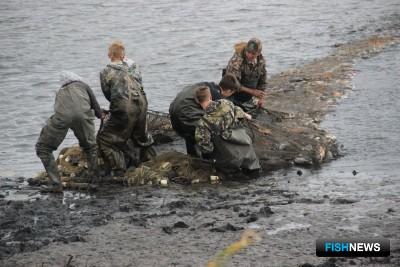 В Западной Сибири собирают рыбные «урожаи»