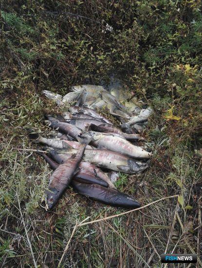 Приморские рыбоводы попались на нелегальном промысле