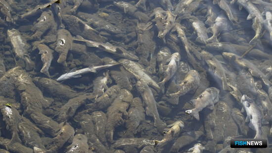 Владимир Самарский: Регулировать пропуск лосося необходимо