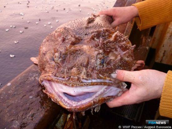 Морские чудовища страдают от прилова