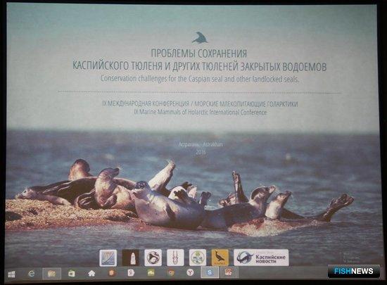 Каспийских тюленей предложили лечить в реабилитационном центре