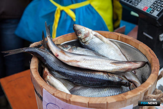 Дальневосточная рыба – почетный гость на ярмарках