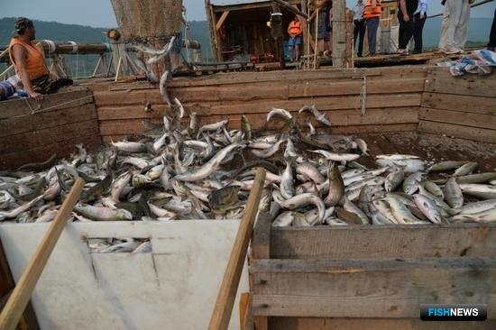 Хабаровской рыбы на внутреннем рынке стало больше