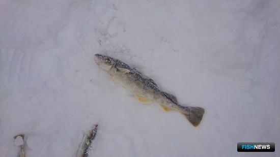«Сахалинский лед» вновь соберет поклонников рыбалки