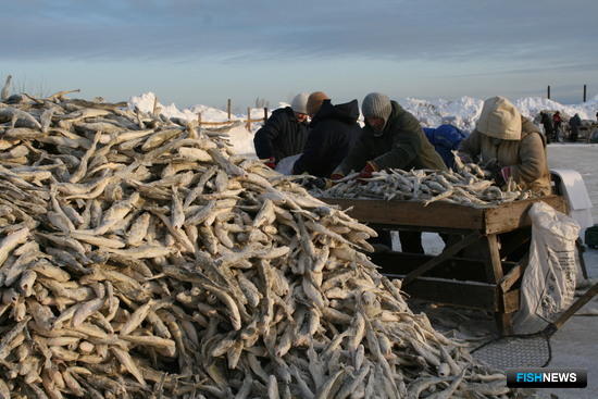 В Приморье рассчитывают повысить доступность рыбы через аукционы