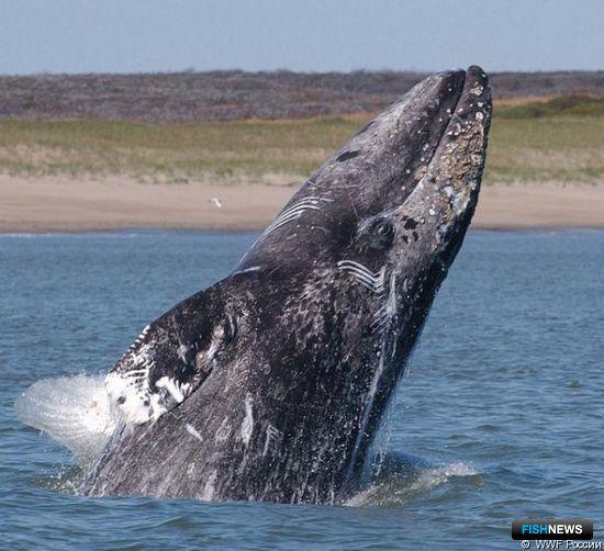 Серый кит пошел на поправку