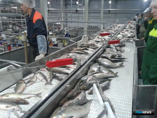Роспотребнадзор пересмотрит СанПиН по рыбному производству
