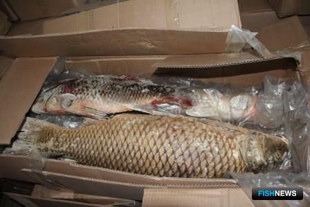 28 тонн рыбной контрабанды не доехали до Китая