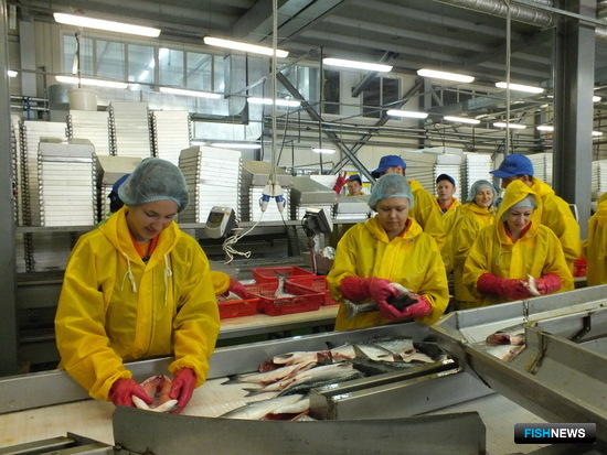 Обработчикам рыбы установили новые нормы выхода продукции