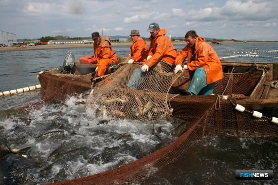Рыбаки Сахалина рассчитывают на понятные и разумные ограничения