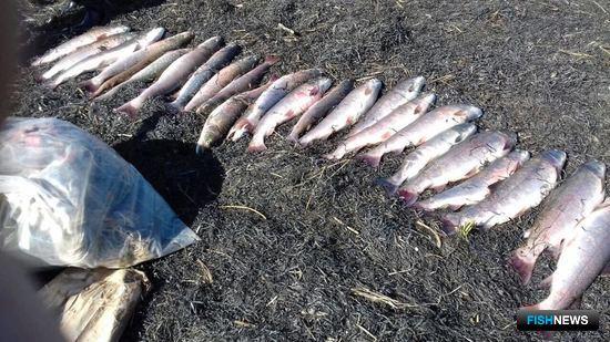 «Краснокнижную» рыбалку на Сахалине прервали правоохранители