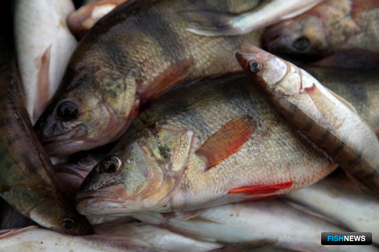 Рыбалку на Западном бассейне ограничили суточными нормами