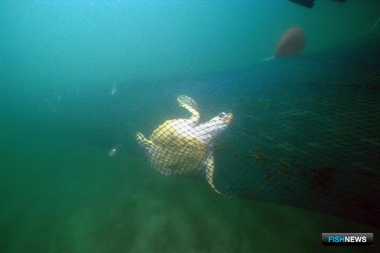 Экологи требуют защитить черепах на промысле креветки