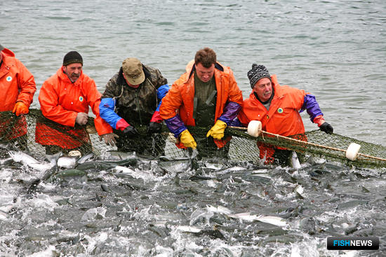 Добыча лосося – в большом плюсе