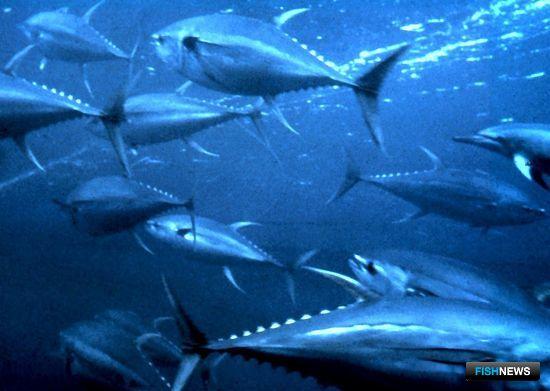 Большие уловы желтоперого тунца стали проблемой