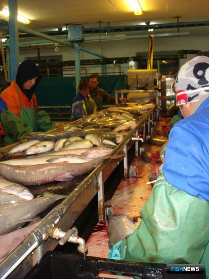 Власти Камчатки хотят повлиять на нерадивых рыбопромышленников