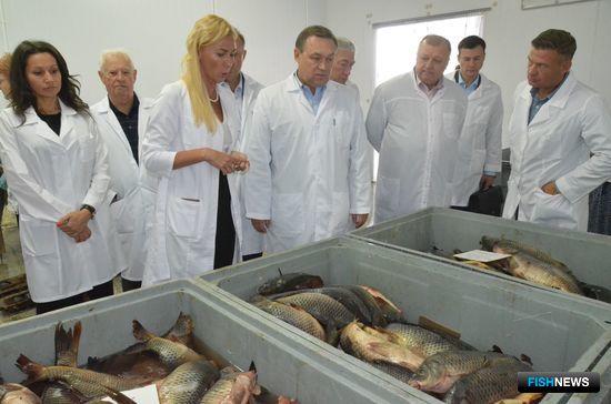 Ростовская область хочет выращивать больше рыбы