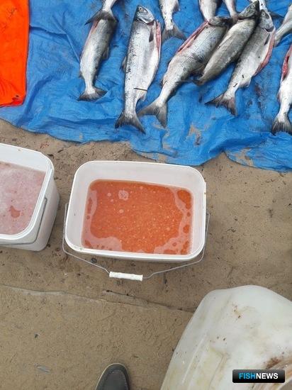 Бизнес на ценной рыбе «прикрыли» сахалинские пограничники