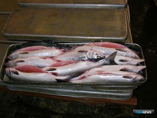 Власти проследят за ценами на перевозку лосося