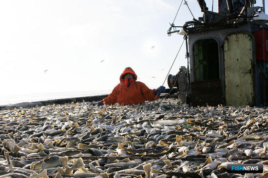 ЦСМС ответил на вопросы сахалинских рыбаков