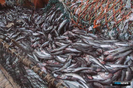 Минсельхоз может уточнить правила оформления сертификата на улов