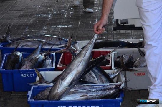 Бразильский промысел тунца «подставили» чиновники