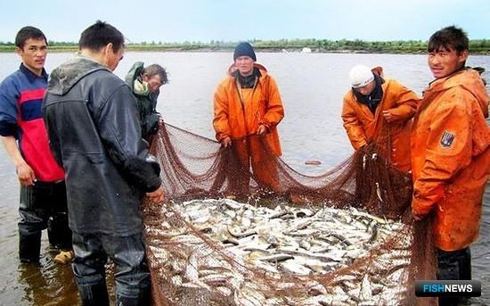 Летняя путина принесла Ямалу около 7 тыс. тонн рыбы