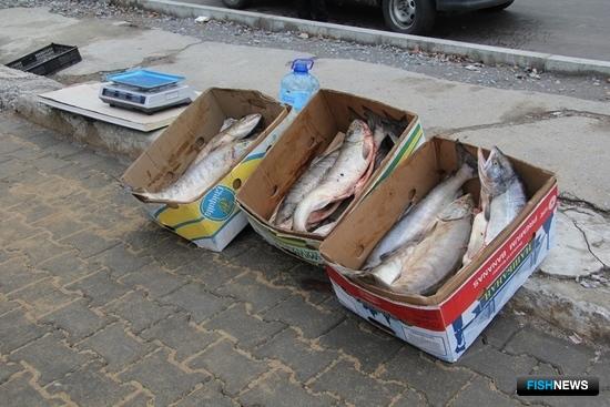 На рынках Хабаровска отлавливают браконьерский лосось