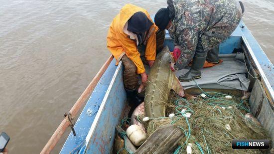 «Зеленые» одобрили удар рублем по нелегальным рыбакам