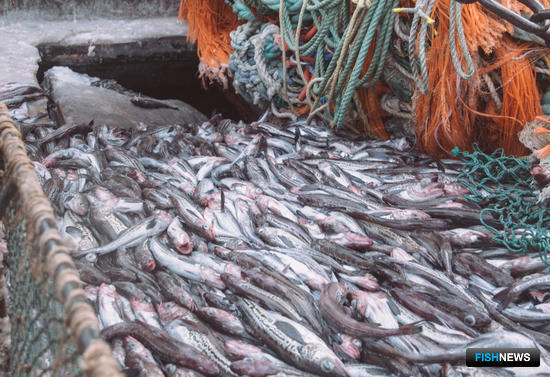 Российские рыбаки готовятся взять планку в 4 млн тонн