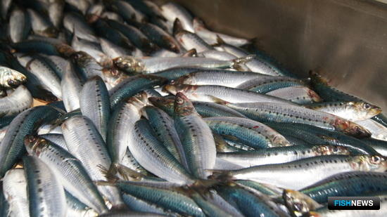 Рыбаки собираются взять 48 тыс. тонн скумбрии и иваси