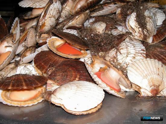 Законопроект о страховании для аквакультуры отправился в Думу