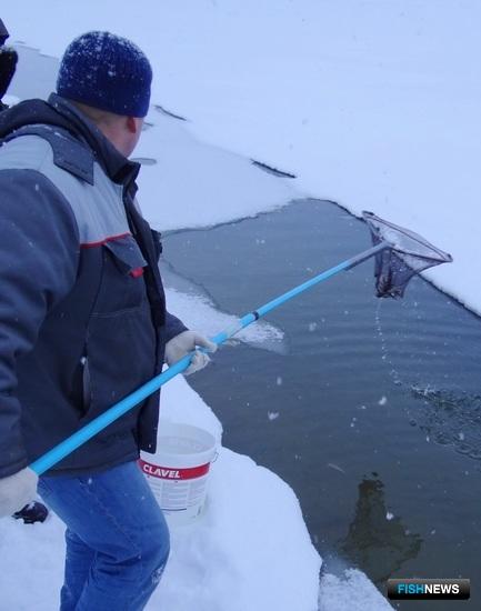 Новосибирскую рыбу спасают от замора