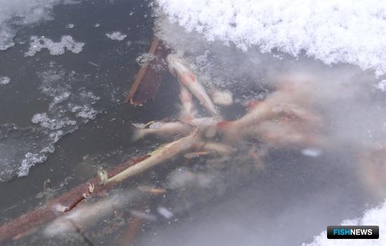 Новосибирскую рыбу спасают от замора