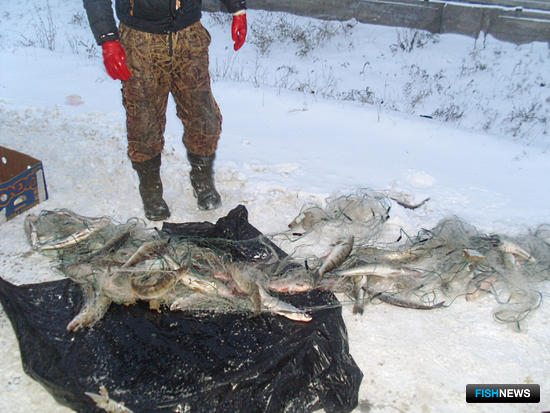 Общепит Волгоградской области снабжали браконьерской рыбой