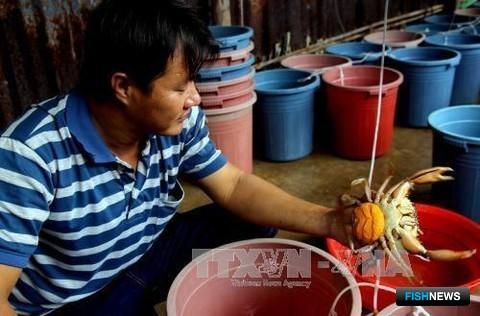 На юге Вьетнама решили выращивать больше краба