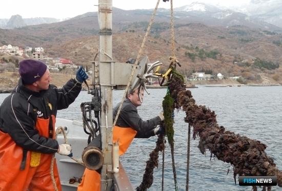 Крым стал выращивать больше рыбы и моллюсков