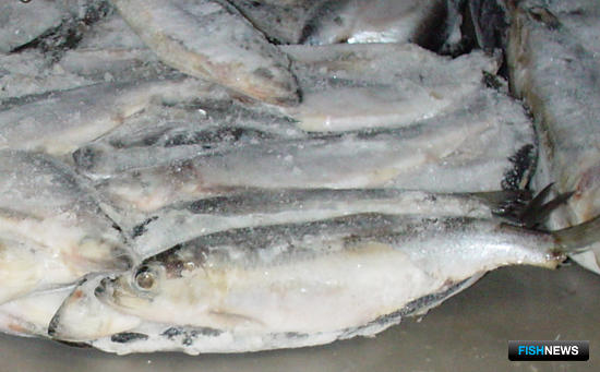 Дальний Восток подсчитал рыбный экспорт за 2017 год