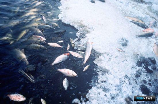 Ямал предлагает тотальные обловы рыбы при заморах