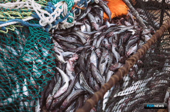 Рыбаков волнуют инвестквоты минтая и сельди