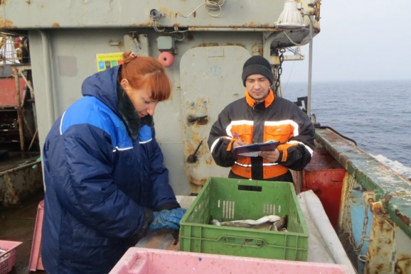 
			Ученые АтлантНИРО провели оценку запасов донных рыб в российских водах Балтийского моря		