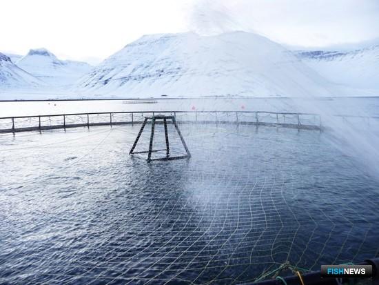 У аквакультуры Исландии большие планы на лосося