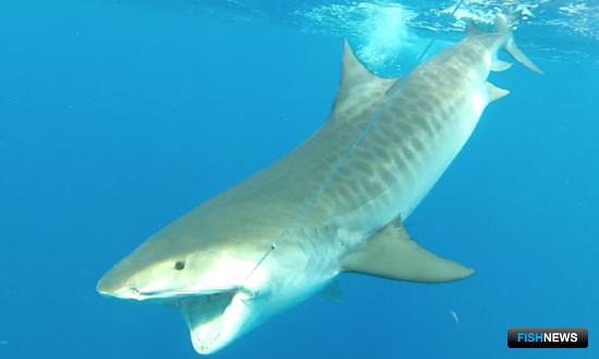 Испанские и японские ловцы акул обменялись опытом