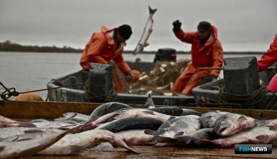 Поморские рыбаки готовятся к подходу лососевых