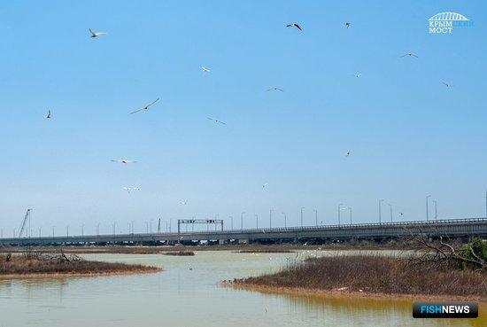 Строители Крымского моста заботятся о запасах ценной рыбы